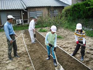 さつまいも畑の畝つくり