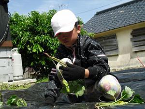 一本一本丁寧に苗を植えます