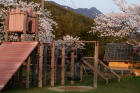 桜満開の岡の上公園の写真