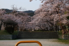 桜満開の岡の上公園の写真