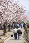 満開のさくら土手の写真