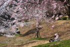 日よけ対策をしている人と桜の写真