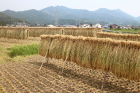 新庄地区の稲の取り入れの写真