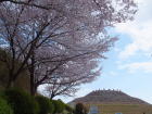 満開の桜と茶臼山古墳