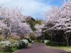 ウェルネスパークに咲く桜の写真です