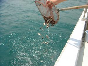 真鯛の稚魚が放流されている写真です