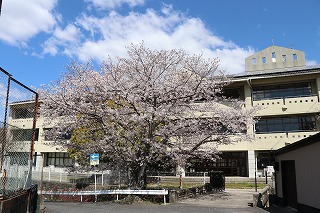 柳井中学校校舎桜