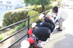 チューリップ植え4
