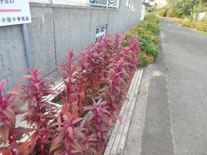 ９月花1