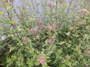 ９月花２