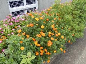 ９月花３