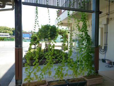 新庄小学校の緑のカーテン