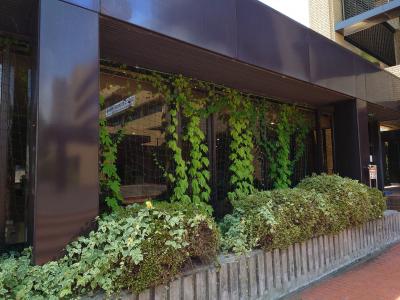 柳井市役所本庁舎の緑のカーテン