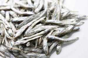 浮島いりこサンプリグ