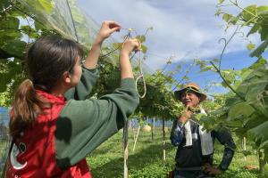 ぶどう収穫体験