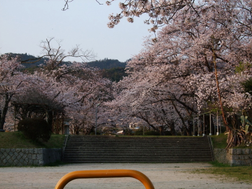 桜満開の岡の上公園の写真