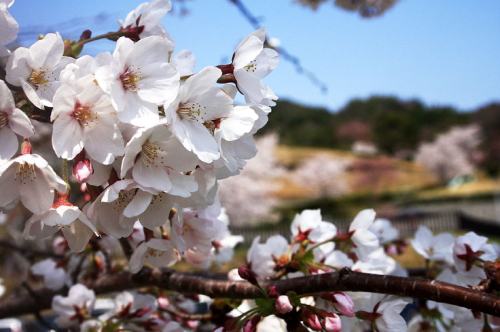 満開の桜の写真