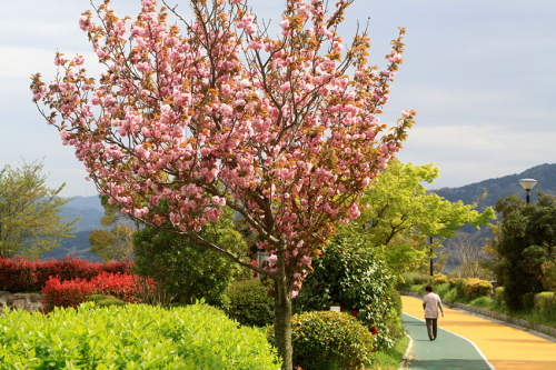 八重桜の写真