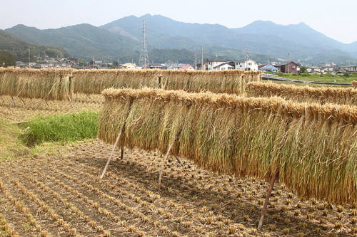新庄地区の稲の取り入れの写真