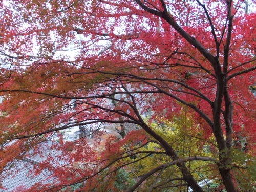 阿弥陀寺で撮影された紅葉の写真です