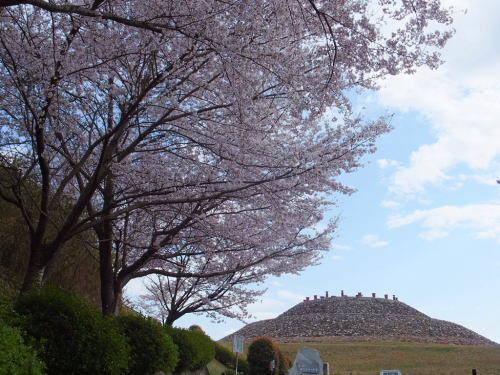 満開の桜と茶臼山古墳の写真です