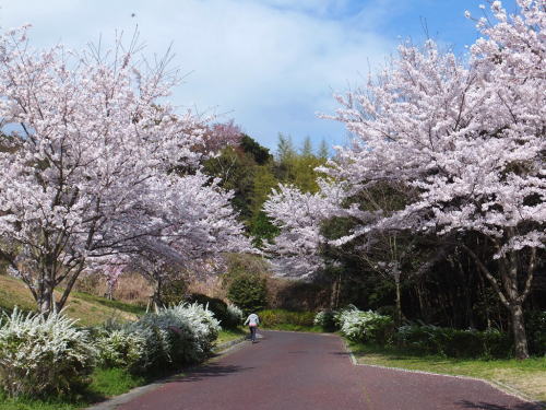 ウェルネスパークに咲く桜の写真です