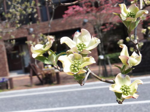 麗都路通りに咲くハナミズキの写真です