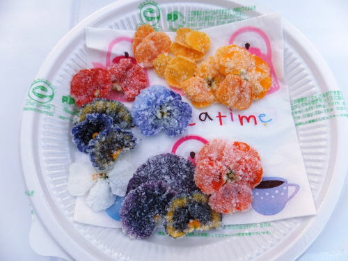 食べられるお花エディブルフラワーの写真です