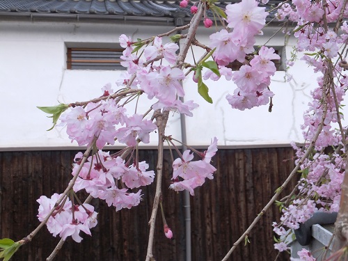 やない西蔵としだれ桜の写真です。