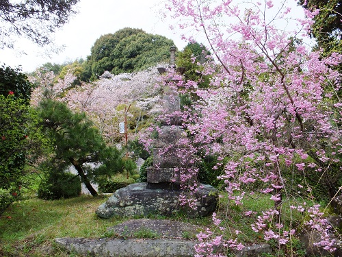 金剛寺の桜です。