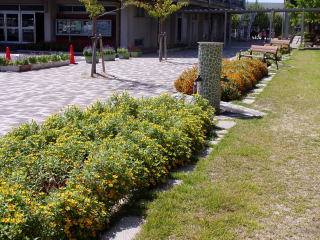 柳井小学校の花壇の花の写真です。