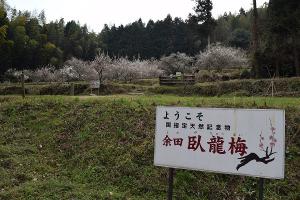 余田臥龍梅