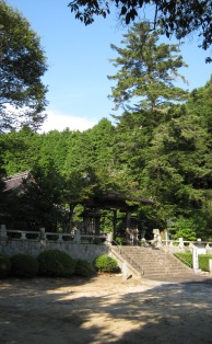 氷室亀山神社の大モミの写真