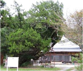 日積瑞雲寺のイブキの写真