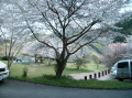 石井ダム公園のサクラ画像です。