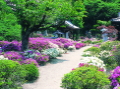 専称寺のツツジの画像です。