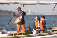 大畠瀬戸の真鯛