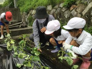 苗植え1