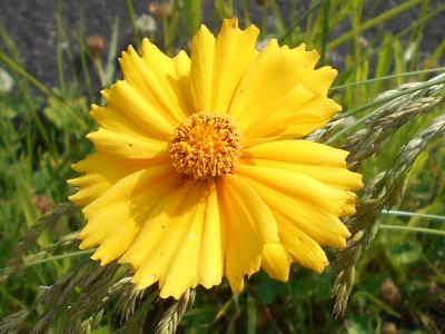 オオキンケイギクの花弁は先が不規則に分かれている。