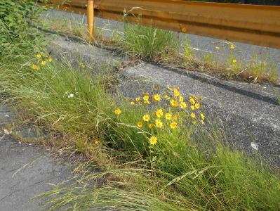 日当たりのよい道端等に咲くオオキンケイギク