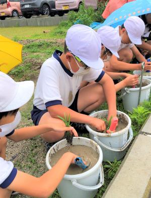 田植え
