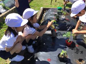 苗を植える子どもたち