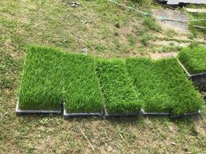 今から植える苗