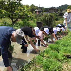 稲を植える子どもたち