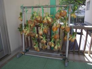 玉ねぎの収穫