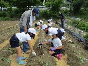 地域の方に教わりながら植える子どもたち