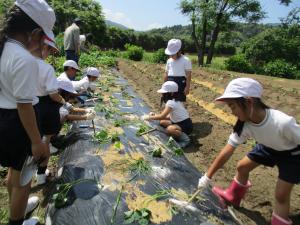 マルチをはって苗植え終了