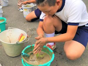 バケツ稲