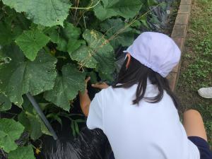 キュウリを収穫する1年生