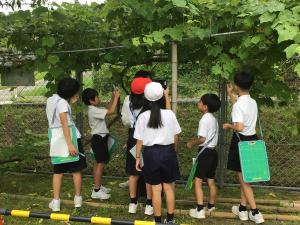 校庭のブドウを観察する子どもたち